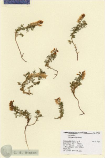 URN_catalog_HBHinton_herbarium_17041.jpg.jpg