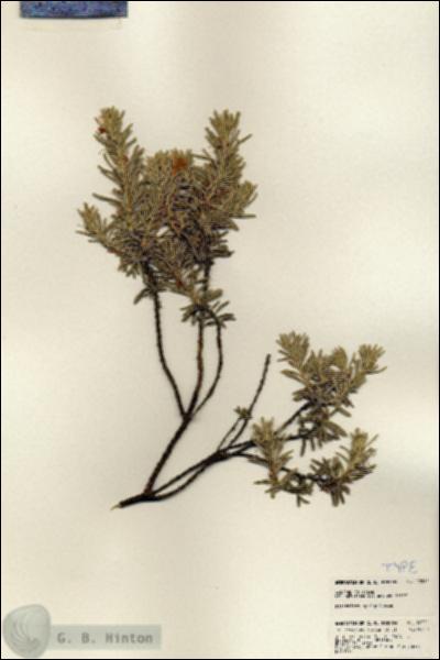 URN_catalog_HBHinton_herbarium_22321.jpg.jpg