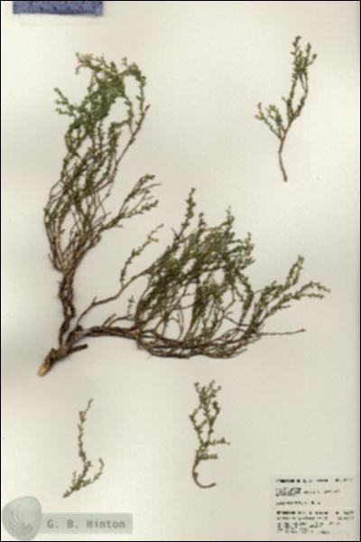 URN_catalog_HBHinton_herbarium_24477.jpg.jpg