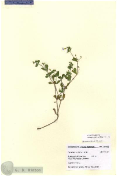 URN_catalog_HBHinton_herbarium_28793.jpg.jpg
