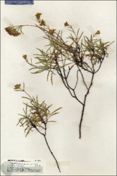 URN_catalog_HBHinton_herbarium_20075.jpg.jpg