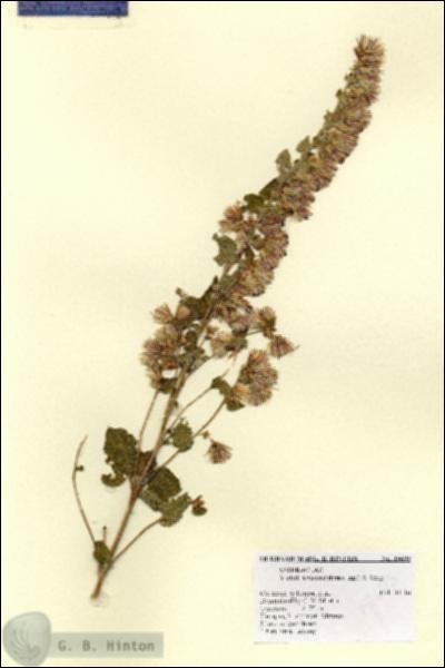 URN_catalog_HBHinton_herbarium_15695.jpg.jpg