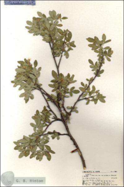 URN_catalog_HBHinton_herbarium_21084.jpg.jpg