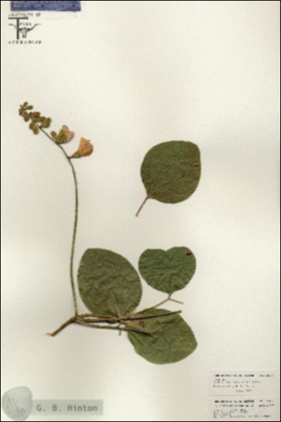 URN_catalog_HBHinton_herbarium_26473.jpg.jpg