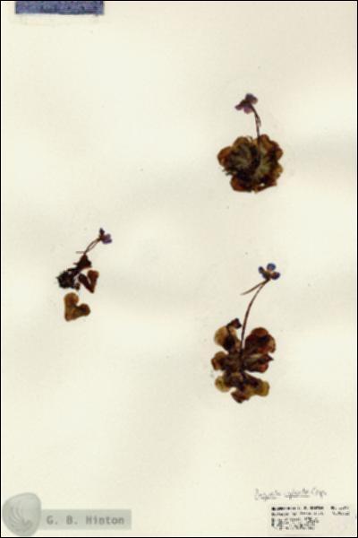 URN_catalog_HBHinton_herbarium_22966.jpg.jpg