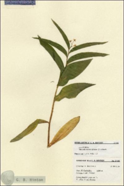 URN_catalog_HBHinton_herbarium_27542.jpg.jpg