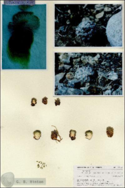 URN_catalog_HBHinton_herbarium_27140.jpg.jpg