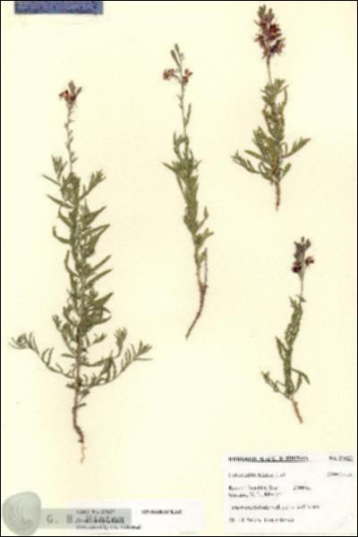 URN_catalog_HBHinton_herbarium_27627.jpg.jpg
