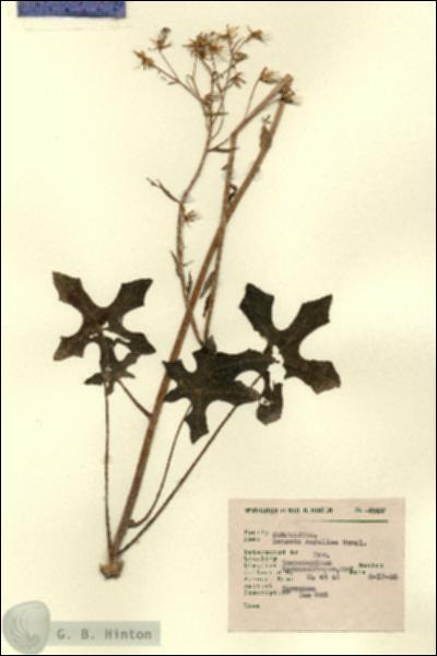 URN_catalog_HBHinton_herbarium_7997.jpg.jpg
