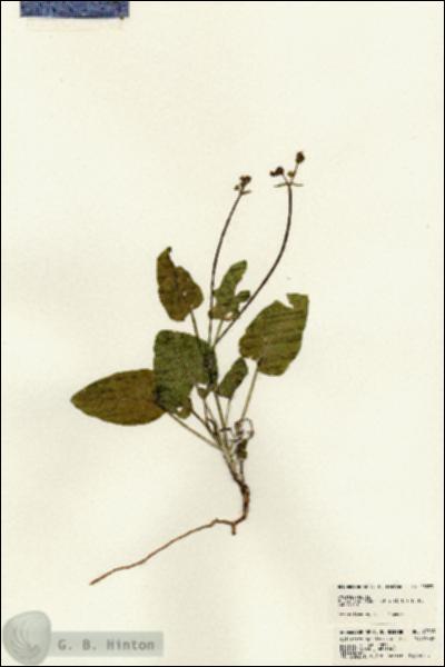URN_catalog_HBHinton_herbarium_23383.jpg.jpg