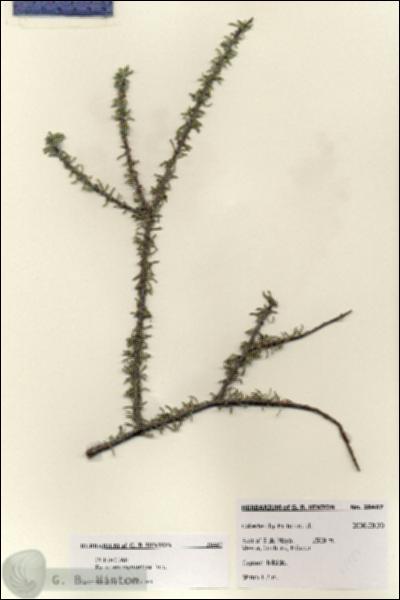 URN_catalog_HBHinton_herbarium_28487.jpg.jpg