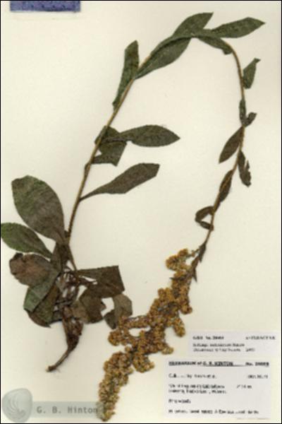 URN_catalog_HBHinton_herbarium_28069.jpg.jpg