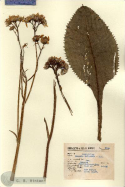 URN_catalog_HBHinton_herbarium_8905.jpg.jpg