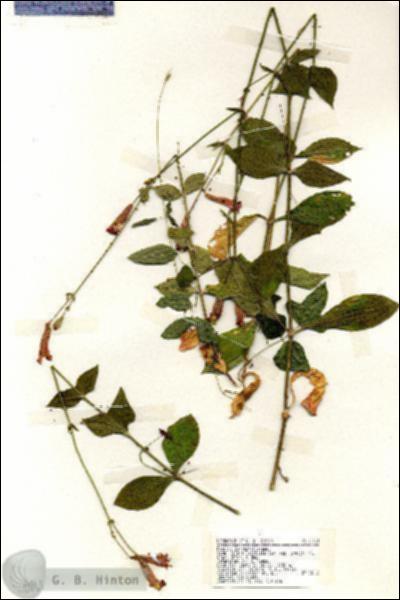 URN_catalog_HBHinton_herbarium_19164.jpg.jpg