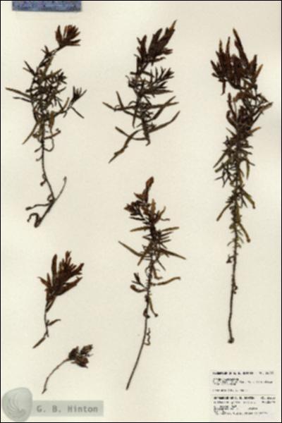 URN_catalog_HBHinton_herbarium_24233.jpg.jpg