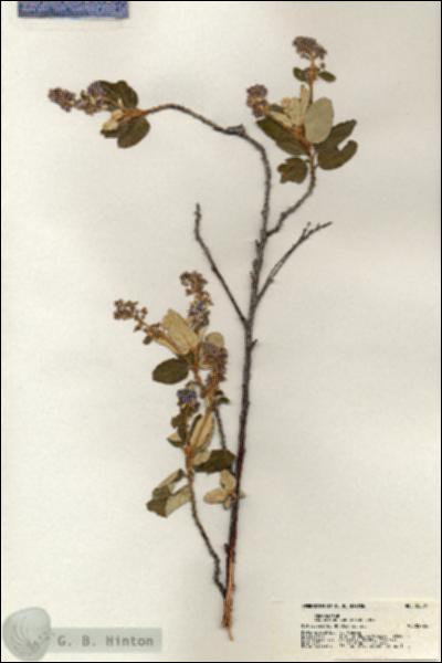 URN_catalog_HBHinton_herbarium_20321.jpg.jpg
