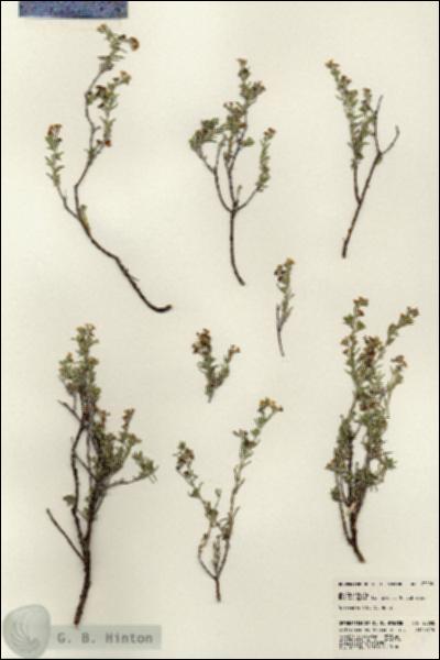 URN_catalog_HBHinton_herbarium_23008.jpg.jpg