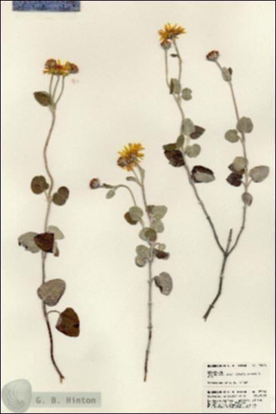 URN_catalog_HBHinton_herbarium_23106.jpg.jpg