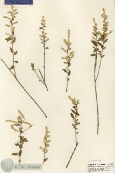 URN_catalog_HBHinton_herbarium_23718.jpg.jpg