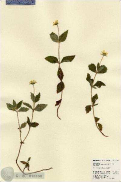 URN_catalog_HBHinton_herbarium_22449.jpg.jpg