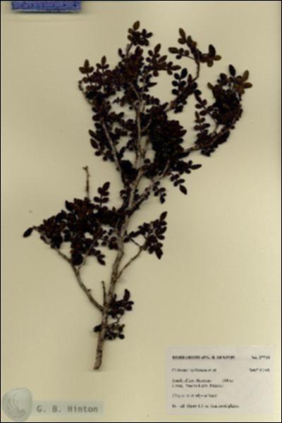 URN_catalog_HBHinton_herbarium_27741.jpg.jpg