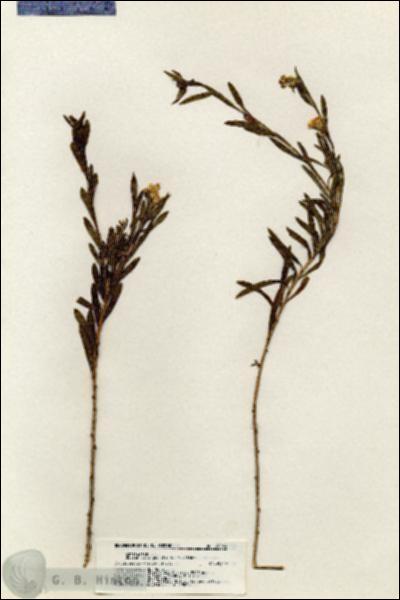 URN_catalog_HBHinton_herbarium_20263.jpg.jpg