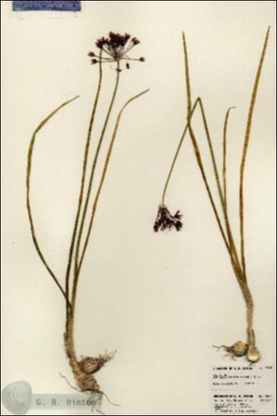 URN_catalog_HBHinton_herbarium_23823.jpg.jpg