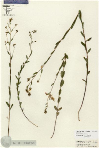 URN_catalog_HBHinton_herbarium_26681.jpg.jpg