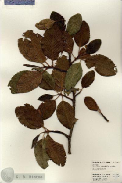 URN_catalog_HBHinton_herbarium_24814.jpg.jpg