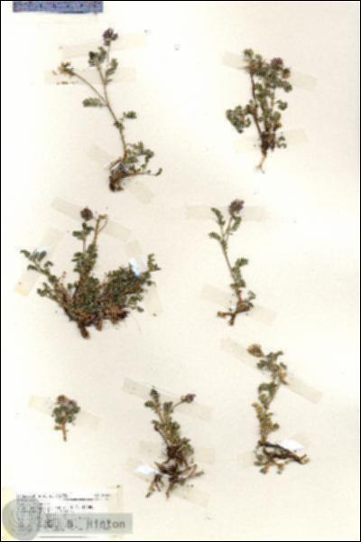 URN_catalog_HBHinton_herbarium_19397.jpg.jpg