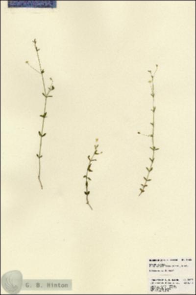 URN_catalog_HBHinton_herbarium_22622.jpg.jpg