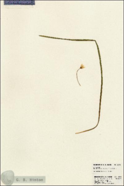 URN_catalog_HBHinton_herbarium_23818.jpg.jpg
