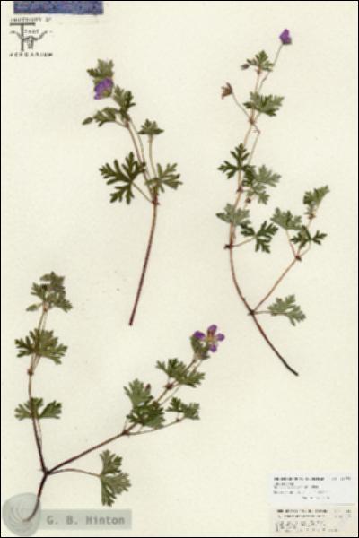 URN_catalog_HBHinton_herbarium_26666.jpg.jpg