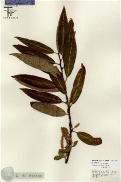 URN_catalog_HBHinton_herbarium_26731.jpg.jpg
