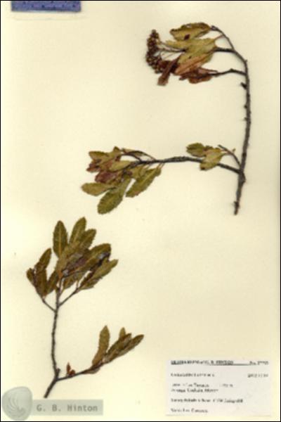 URN_catalog_HBHinton_herbarium_27793.jpg.jpg