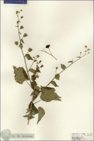 URN_catalog_HBHinton_herbarium_25014.jpg.jpg