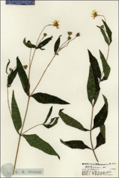 URN_catalog_HBHinton_herbarium_21389.jpg.jpg