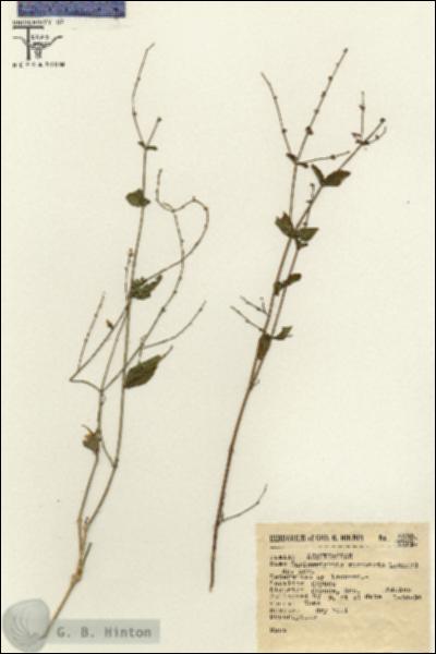 URN_catalog_HBHinton_herbarium_5533.jpg.jpg