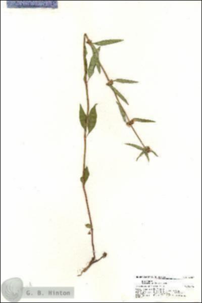 URN_catalog_HBHinton_herbarium_20324.jpg.jpg