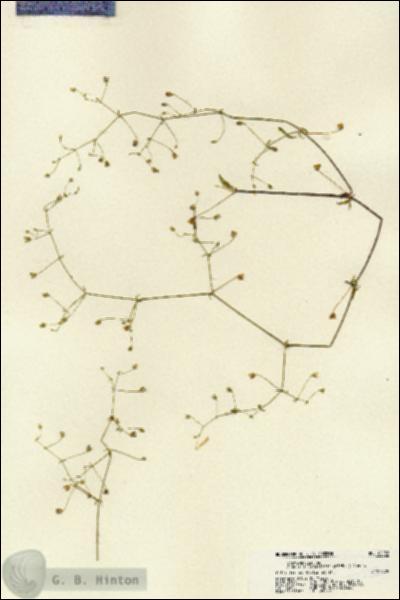 URN_catalog_HBHinton_herbarium_22252.jpg.jpg