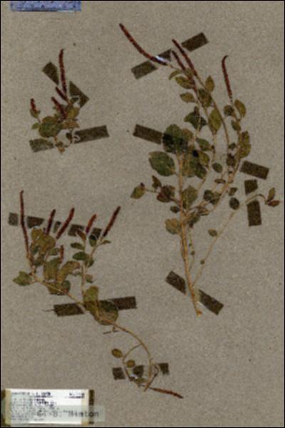 URN_catalog_HBHinton_herbarium_17365.jpg.jpg