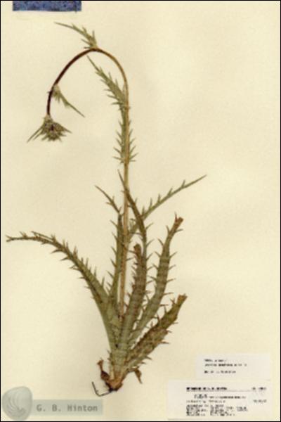 URN_catalog_HBHinton_herbarium_22096.jpg.jpg