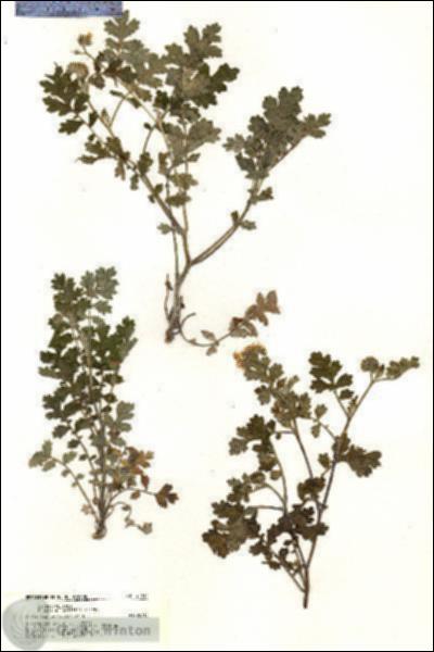 URN_catalog_HBHinton_herbarium_21017.jpg.jpg