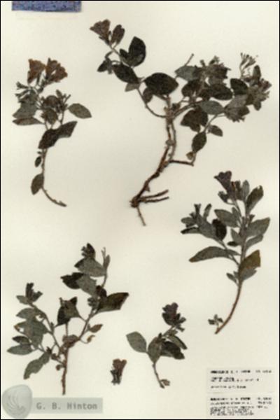 URN_catalog_HBHinton_herbarium_23102.jpg.jpg