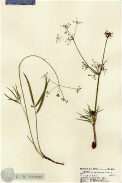 URN_catalog_HBHinton_herbarium_22207.jpg.jpg
