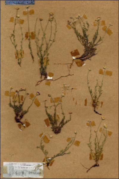 URN_catalog_HBHinton_herbarium_18990.jpg.jpg