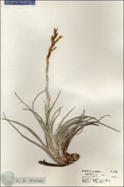 URN_catalog_HBHinton_herbarium_20934.jpg.jpg