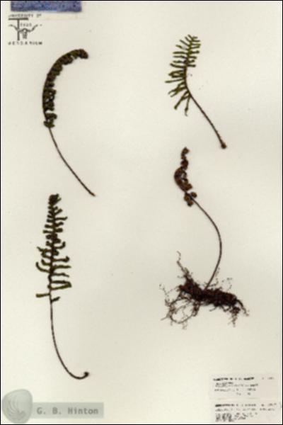 URN_catalog_HBHinton_herbarium_26347.jpg.jpg