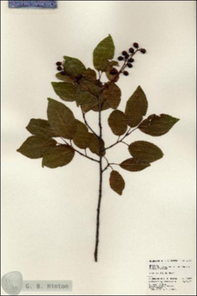 URN_catalog_HBHinton_herbarium_24387.jpg.jpg