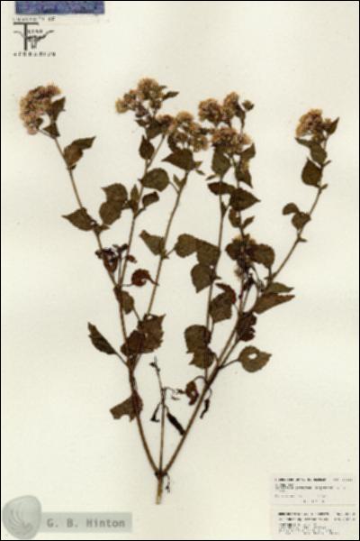 URN_catalog_HBHinton_herbarium_26320.jpg.jpg